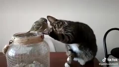 kitty friend
