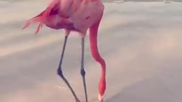 Flamingo dance