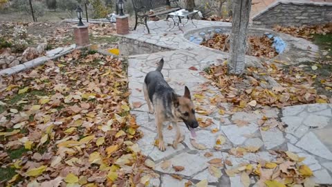 El perro salta alto en el árbol