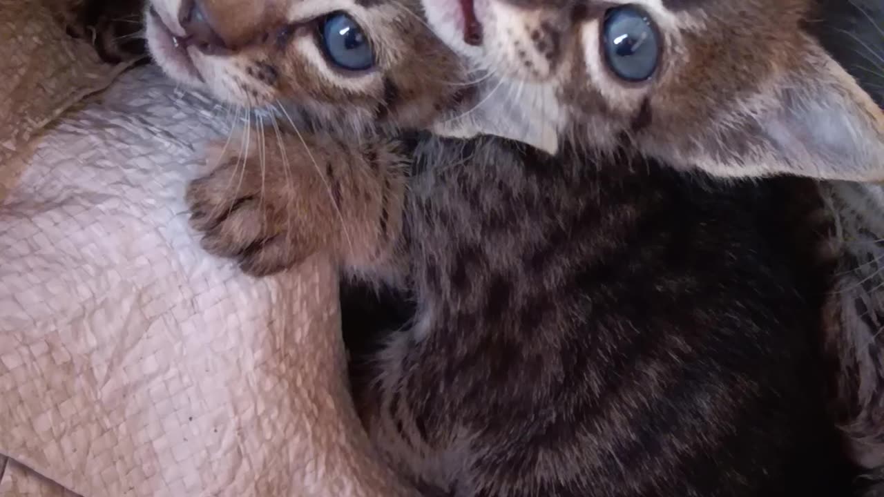 Cats cute baby 😺😺