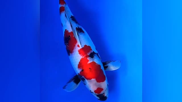 Koi ornamental fish are really very beautiful