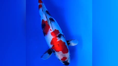 Koi ornamental fish are really very beautiful