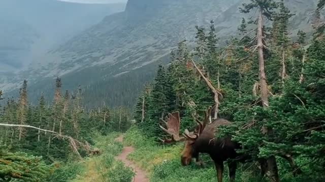 😱😱😱 #moose #wildlife #montana #vanlife #solotravel #fyp