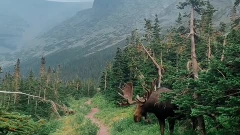 😱😱😱 #moose #wildlife #montana #vanlife #solotravel #fyp