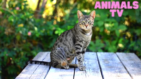 "Pawsitively Adorable: A Compilation of Cute Cat Moments"