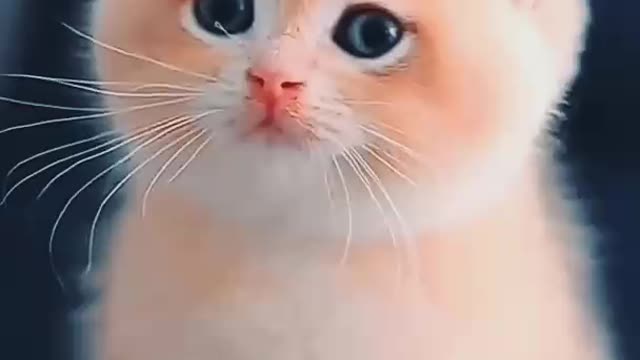 Cat 🐱video