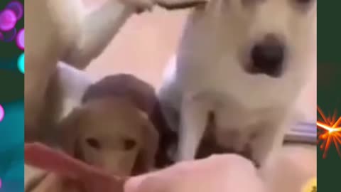 FUNNY AND CUTE PUPPIES / DOG FUNNY