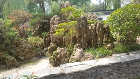 Elder trees on this rockery