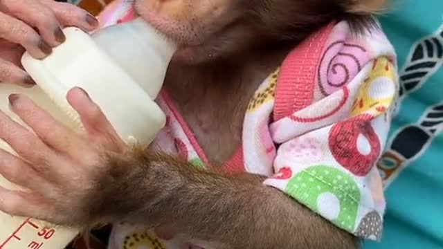 Cute Baby Monkey Drinking a Delicious Milk