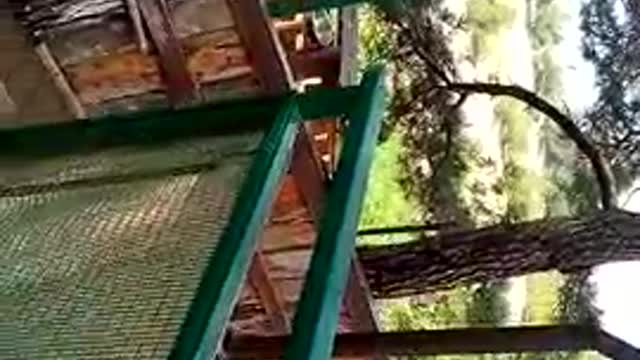 Monkey Fails Compilation #2
