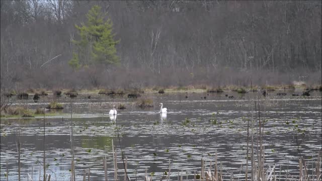 Swans Mating on Sperry Pond