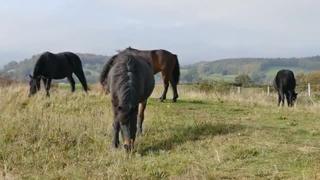 Beautiful horse in perfect environment