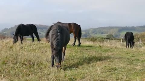 Beautiful horse in perfect environment