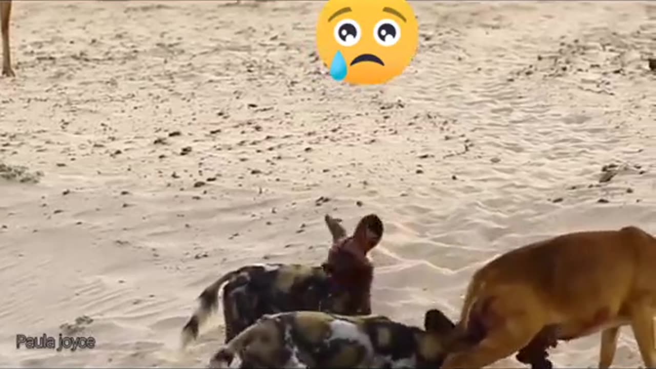 Extreme cruelty is happening in this video #viral