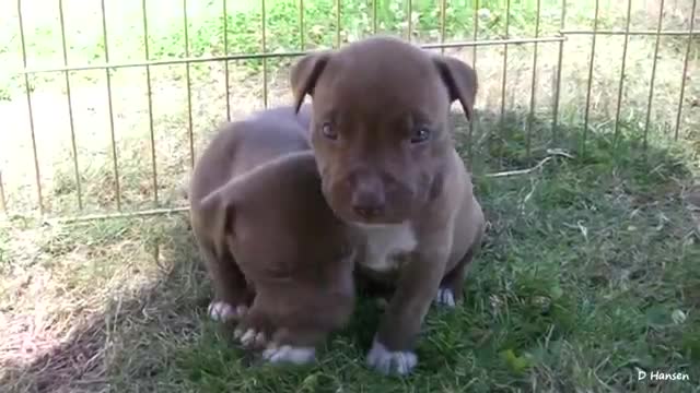 Pitbull gets aggressive to her pup while eating