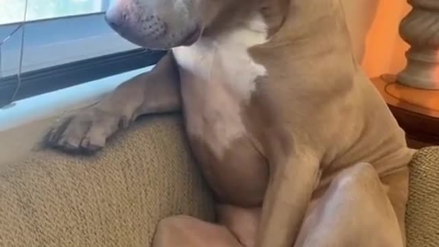 Aww Pitbulls are the best | Funny and Cute Pitbull will make your day