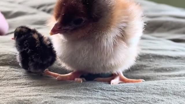 very cute chick 🥰