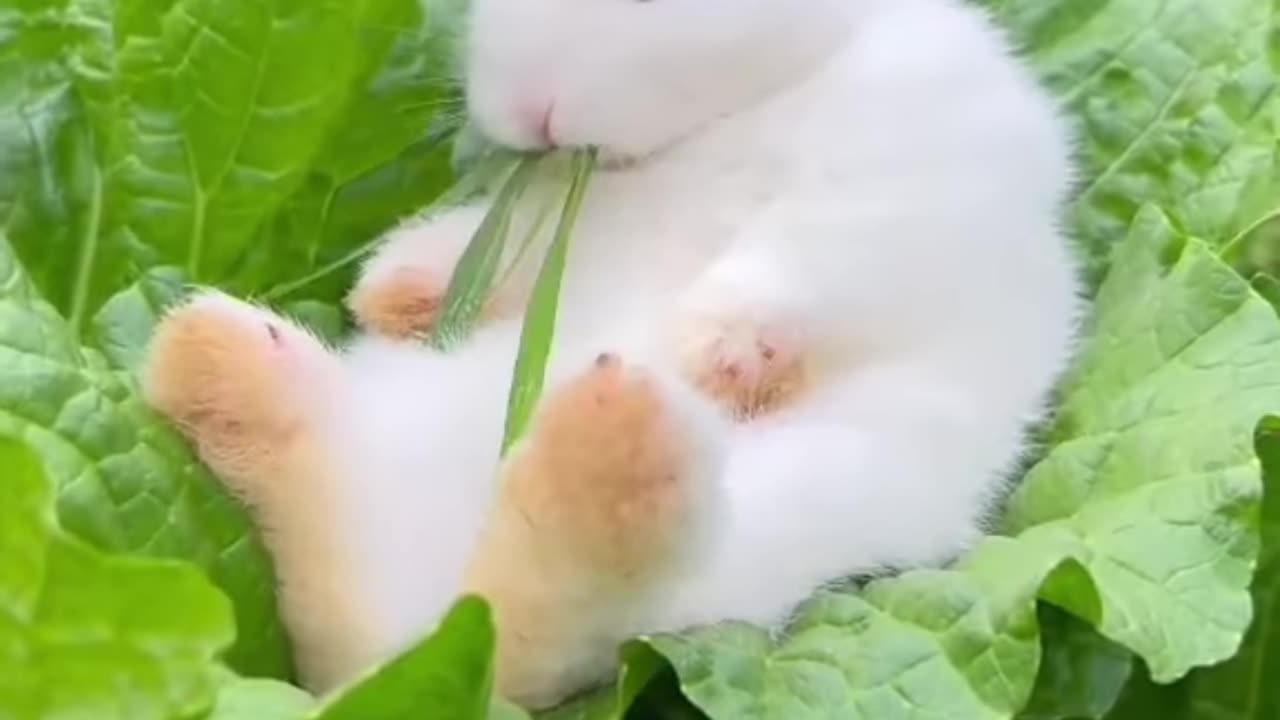 Rabbit eating scene sitting on lettuce leaf