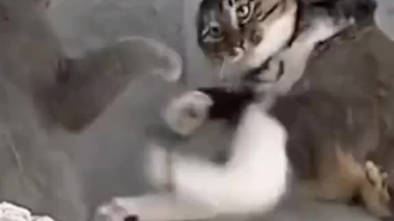 This Cat's Crazy Shenanigans Will Have You Laughing Non-Stop!