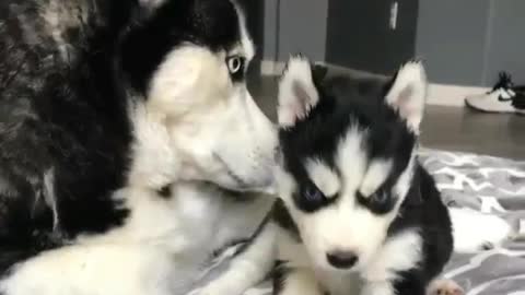 Two dogs are on the bed.