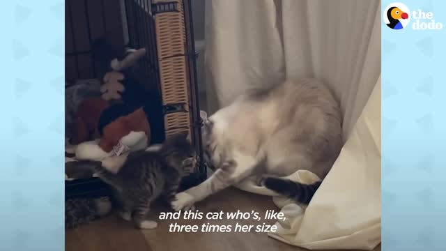 Baby Cats - Cute and Funny