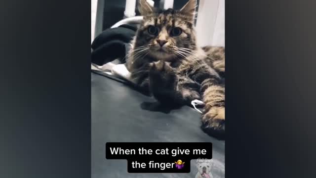 Do Not To Laugh over the Funny Pet Reaction to Pets