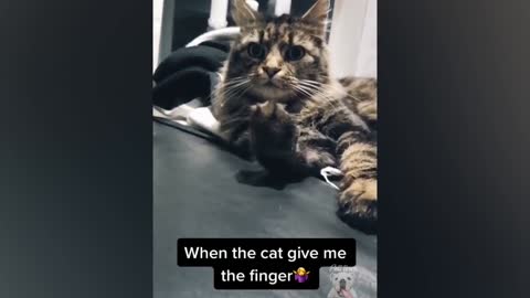 Do Not To Laugh over the Funny Pet Reaction to Pets
