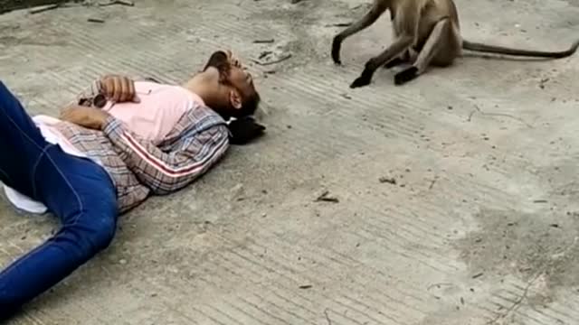 Fanny video monkey