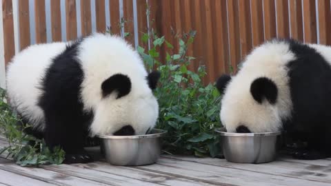 Twin pandas