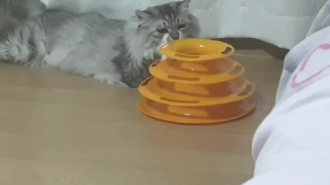 Cat playing with toys