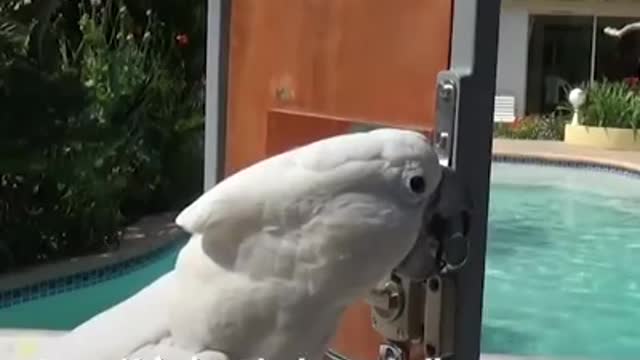 Super Smart Parrots