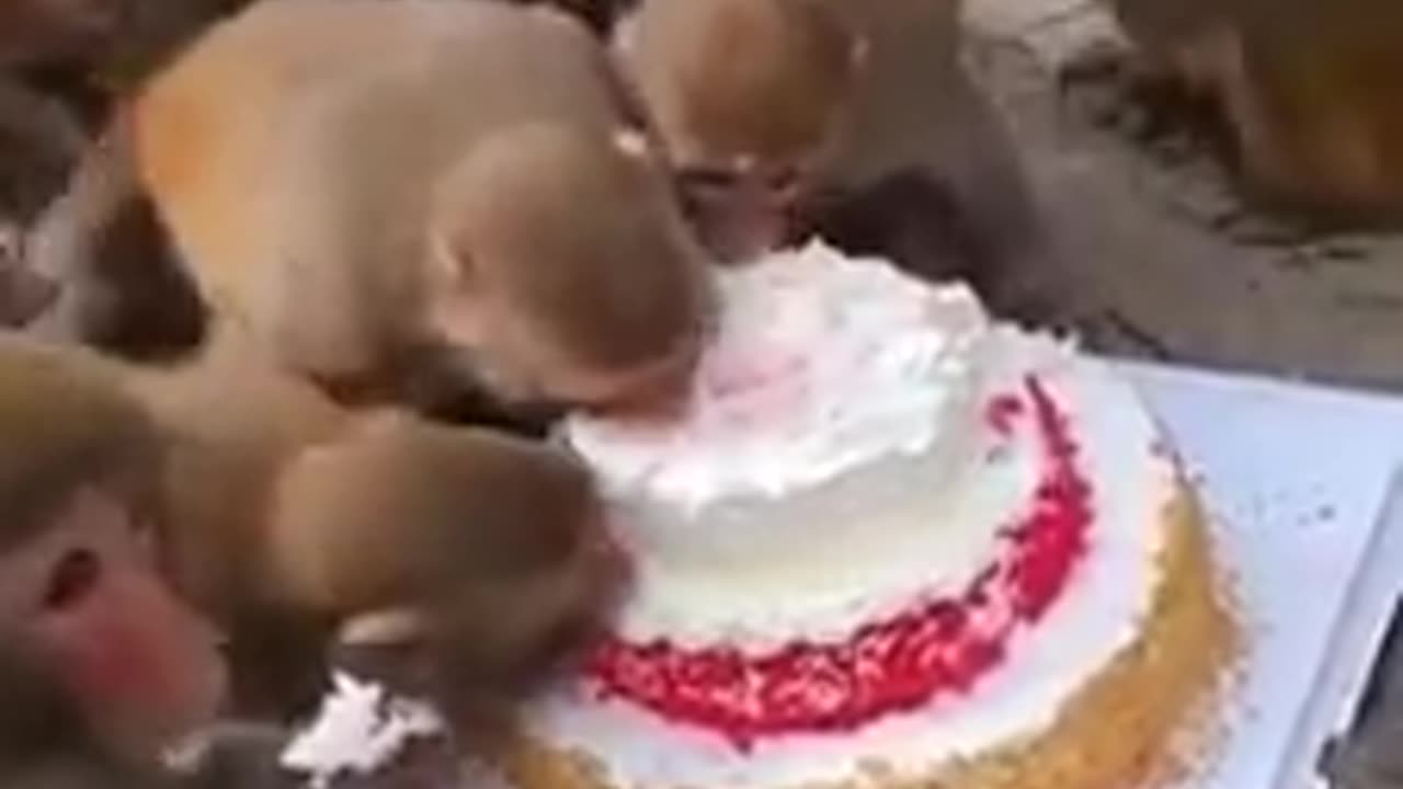 happy barthday monkey