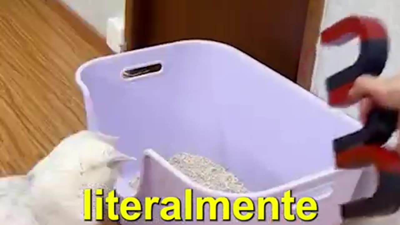 El mejor juguete para tu gato
