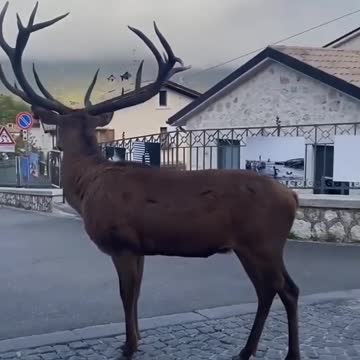 A pleasant encounter, as a majestic deer walks around an Italian village. 🦌😍