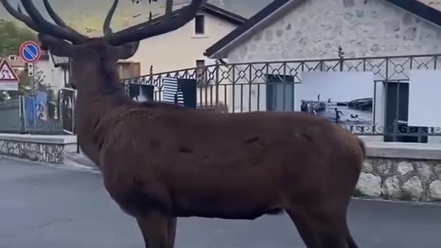 A pleasant encounter, as a majestic deer walks around an Italian village. 🦌😍