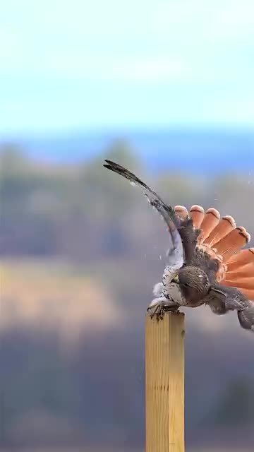 Beautiful ❤️ Bird