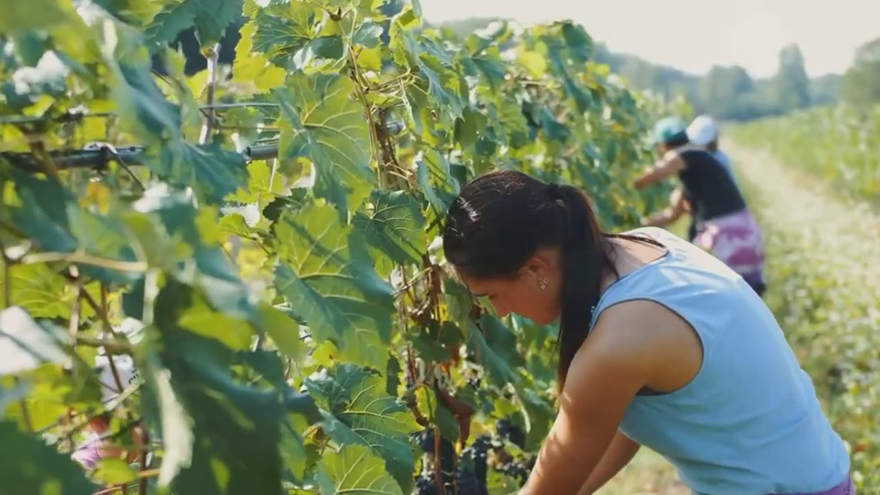 How to Unfolds Wine: A Journey from Grapes to Glass