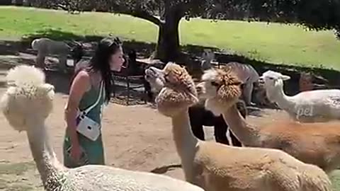 Funny animals