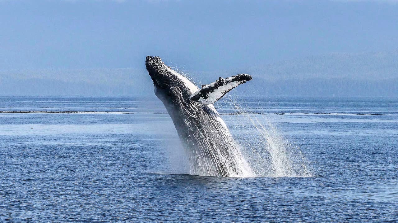 Humpback Whale Ambience.