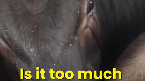 animal cry and please follow me