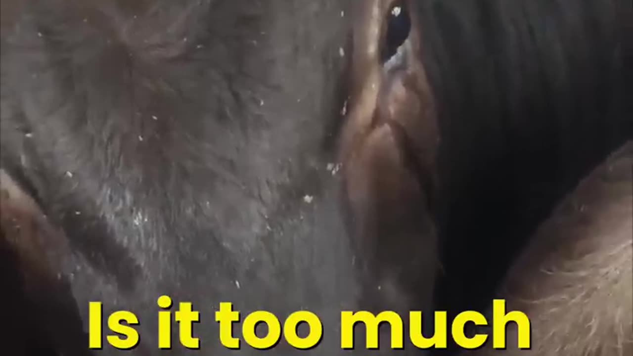 animal cry and please follow me