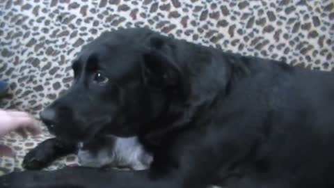 Labrador guards kitten.