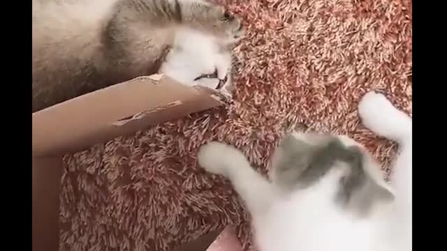 Funny Video - Cutest Cat Ever