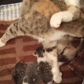 Cat 🐱🐱 cat 🐈🐈