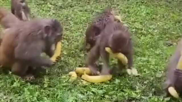 cute and funny monkey | videos comedy funny