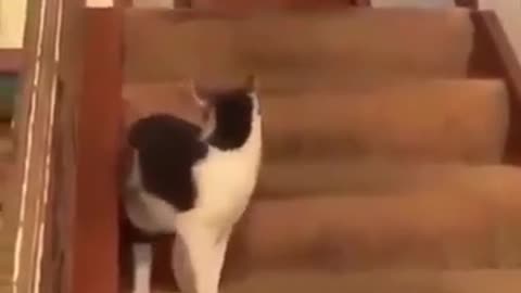 Funny cat clips (whatsapp statuses)