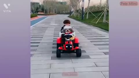 Must watch Funny dogs vedio