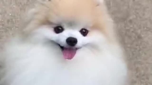 AWW Animals SOO Cute! Cute baby Dog | Funny Animal Pet Videos