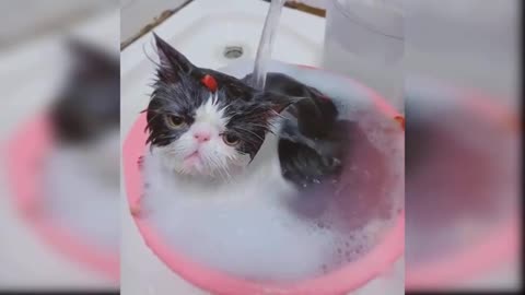 New Cute and Funny Cat Videos