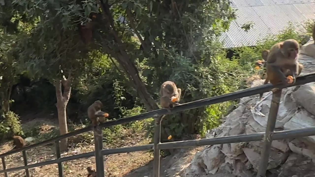 Many Hungry Monkeys Take Tangerines From the Trunk of a Car